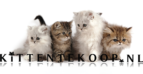 KittenTeKoop